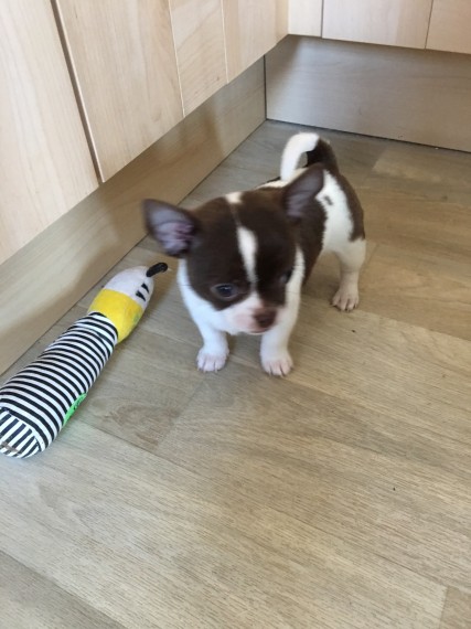 Chihuahua surpreendente