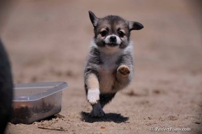 belos casacos Pomeranian cachorros