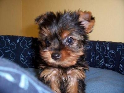 Ninhada de yorkshire terrier, 