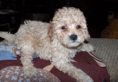 vet check Malti Poo filhotes para adoção livre de contato para obter mais dados