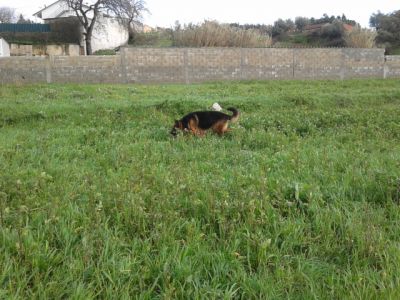 pastores alemaes -- pediggre - 967888237