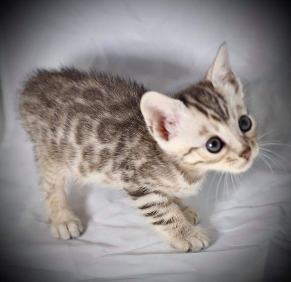 Gatinhos de Bengala com pedigree deslumbrante