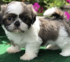 Filhotes de Shih tzu registrados prontos agora