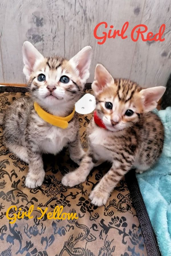Gatinhos fofos da Savannah à procura de um novo lar