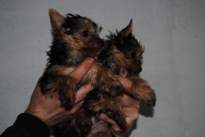  Yorkshire Terrier Miniatura -machos e fêmeas-.