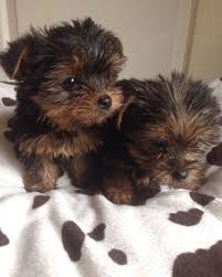 Filhotes de cachorro yorkshire terrier livre para uma boa casa