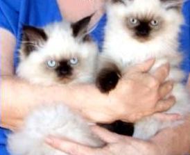 gatinhos siameses campeão