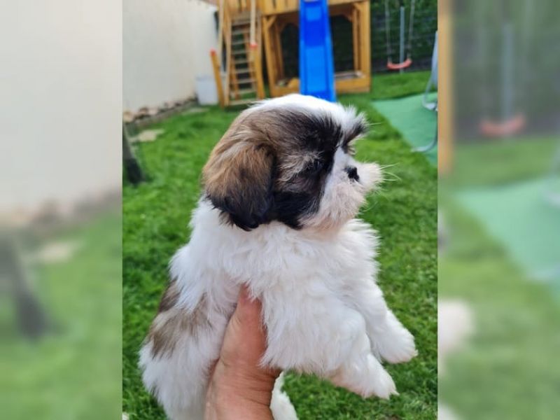 Filhotes shih tzu mais inteligentes para adoção