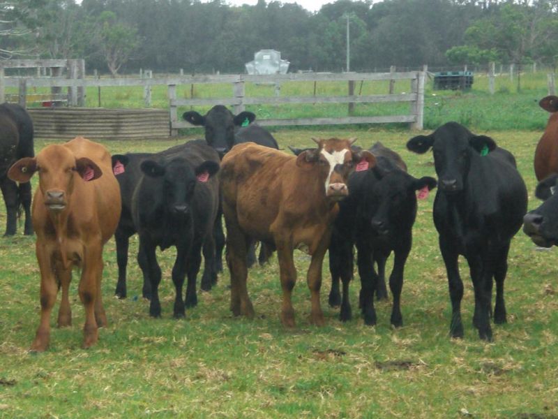 Vaca da raça final pronto de setembro Linhagens européias