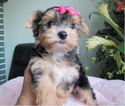 dois brincalhão yorkshire terrier filhotes para adoção livre