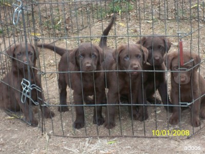 s 5 Chocolate Chesapeake  'para venda