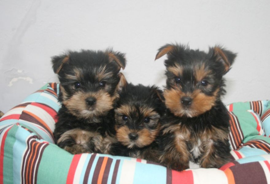 Vendo lindos filhotes de Yorkshire Mini Terrier 