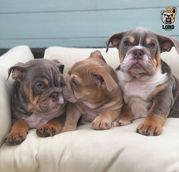 Filhotes de bulldog inglês.