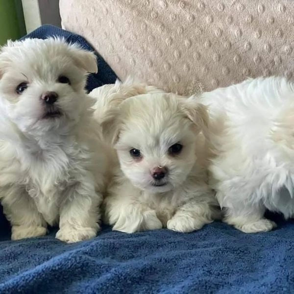 Adoráveis ​​cachorrinhos malteses excelentes,