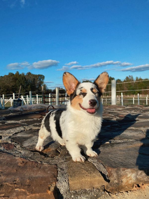 Filhotes de pembroke corgi