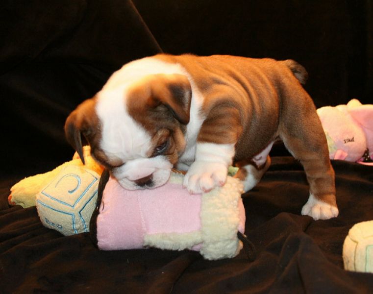 Bulldog Inglês Filhotes à Venda