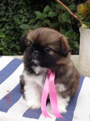 bonito e bem treinados potty filhotes para adoção pekingese 