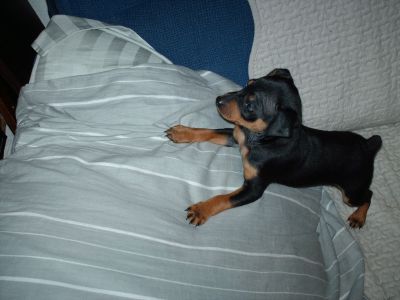 Cachorro Pinsher  anão, preto afogueado