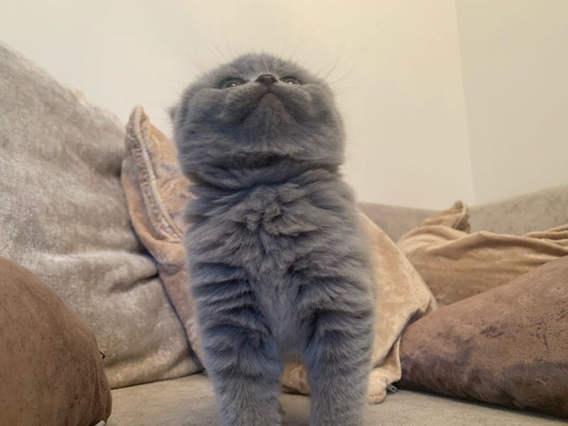 Gatinhos Scottish Fold disponíveis para adoção.