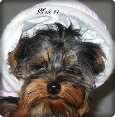 cachorrinho lindo yorkie para adoção