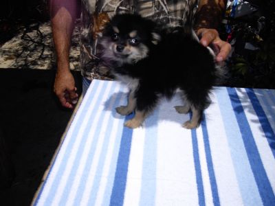 Vende-se Spitz espectaculares