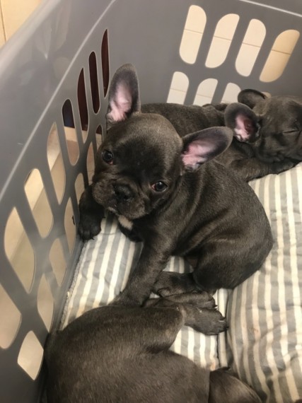 Filhotes De Buldogue FrancÊS