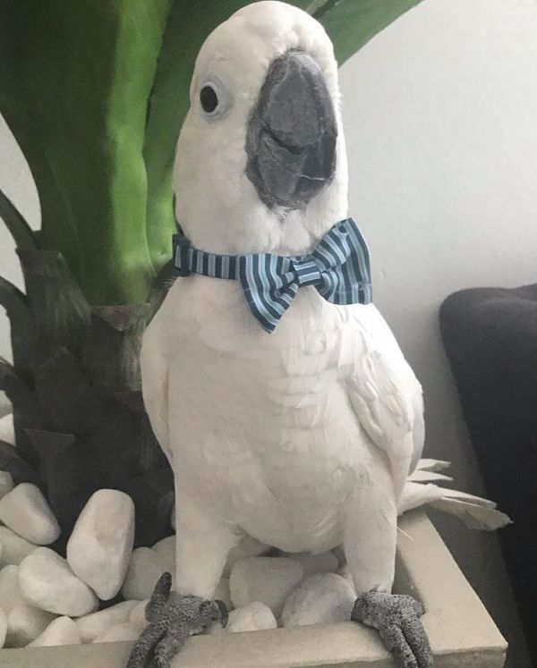 Arara jovem deslumbrante para venda