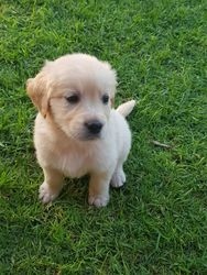 Filhotes de Golden Retriever