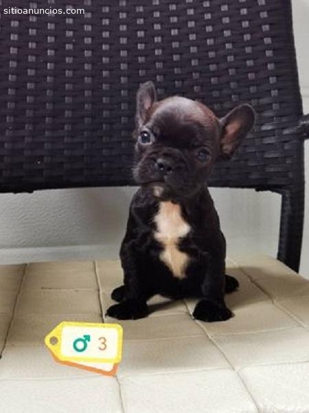 Este lindo cachorro Bulldog Francês está disponível e pronto para