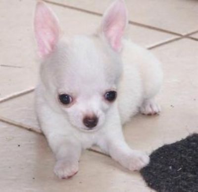 ***Bela filhotes Chihuahua***