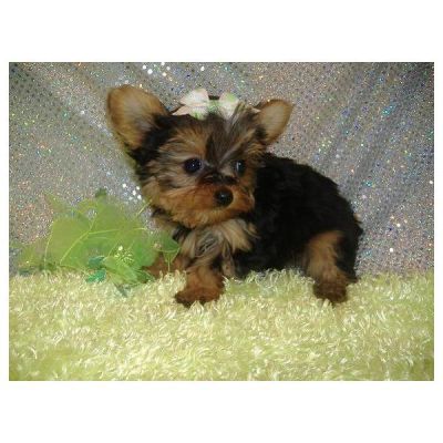 2 X-Mas Yorkshire Terrier para adopção
