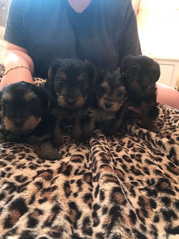 Filhotes de Yorkshire Terrier surpreendentes