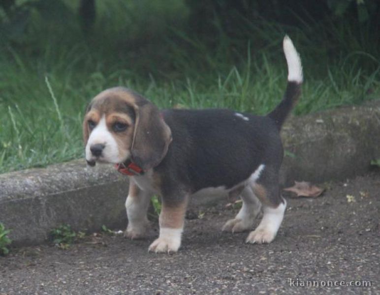 Filhotes de Beagle Para dar contra bons cuidados