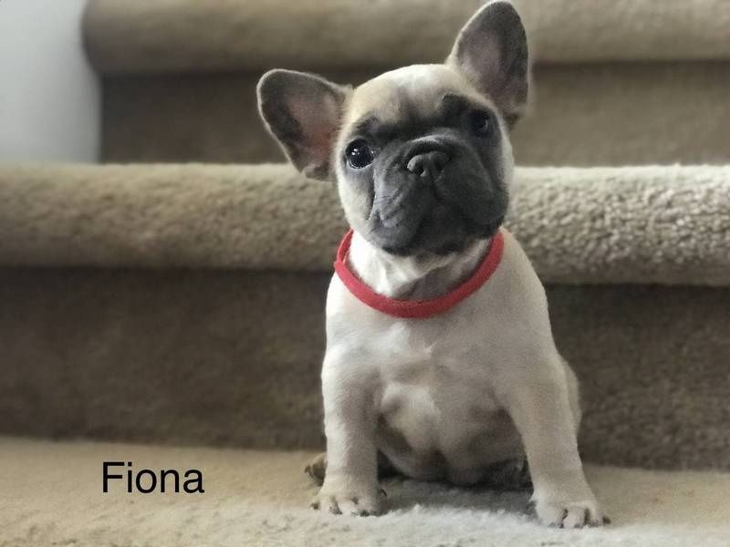 Filhotes de Buldoguês Francês! Planos de pagamentos disponíveis!