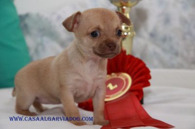 Cachorros Chihuahua , de pelo curto
