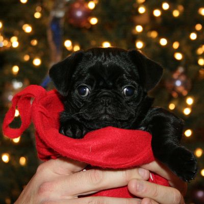 xícara de chá preto pug filhote de cachorro disponíveis para adoção.