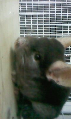 Chinchila Macho Chocolate