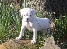 Boxer filhote de cachorro para adoção.