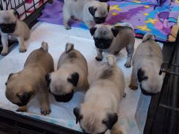 Filhotes de Pug