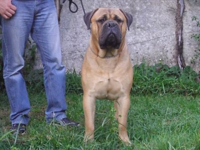 Ninhada Bullmastiff