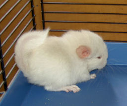 Vendo chinchila pastel