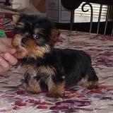 filhotes de Yorkshire para adopÃ§Ã£o, 