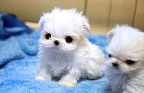 Lindos machos e fêmeas Maltese 