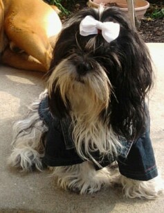 shih tzu- cães de porte pequeno