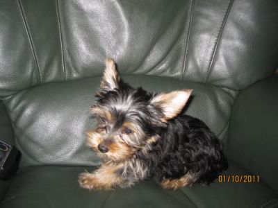 Yorkshire Terrier miniatura Filhotes