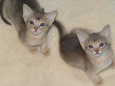 Gatinhos Abyssinian masculino e feminino Eles são bem treinados, em todos os seus tiros, acaba de re