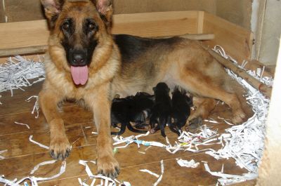 Cães de Pastor Alemão - Vulpos Velox