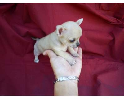 machos e fêmeas chihuahua