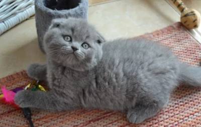 Scottish Fold