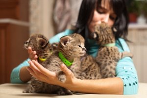 Savannah kittens for adoption.